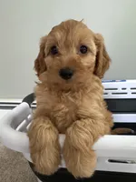 Amber, a female Cavapoo for sale in Attleboro Falls, MA – 1 of 5