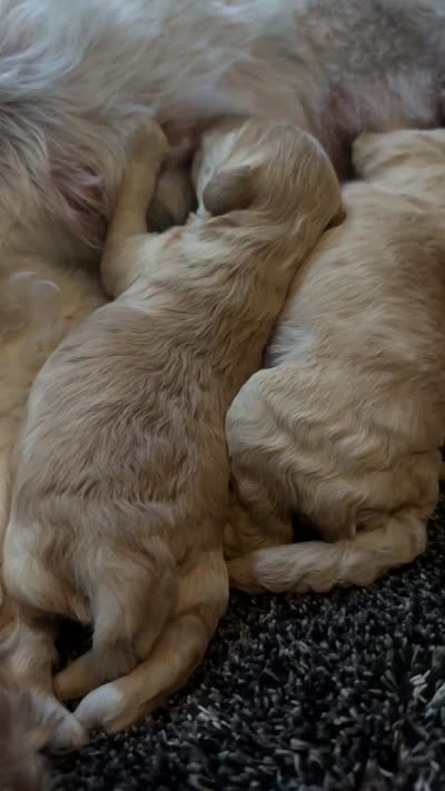 Tiger, a male Miniature Goldendoodle for sale in Attleboro Falls, MA – 3 of 3