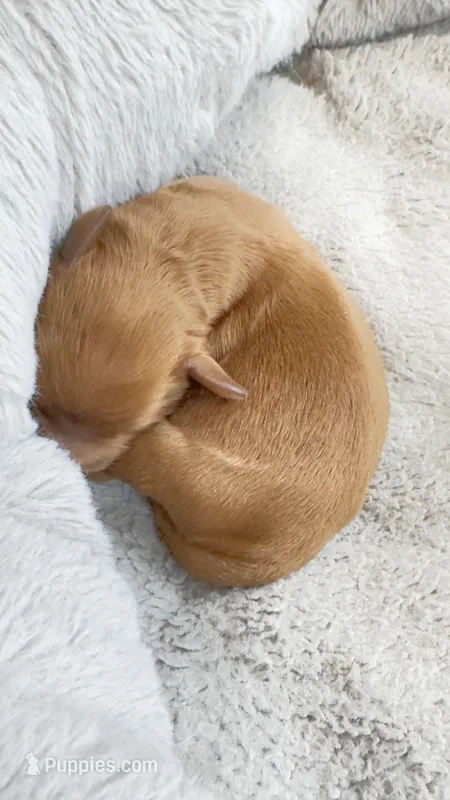 Albie – Cavapoo puppy for sale in Attleboro Falls, MA