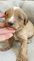 Apricot, a male Cavapoo and Poodle - Miniature  for sale in Attleboro Falls, MA – Photo 2 of 7
