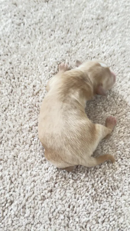 Apricot – Cavapoo puppy for sale in Attleboro Falls, MA