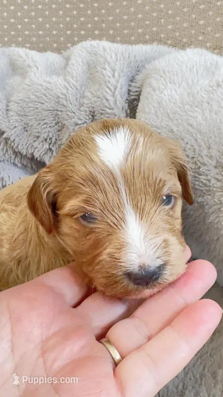 Apricot – Cavapoo, Poodle - Miniature  puppy for sale in Attleboro Falls, MA