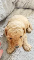Almond, a female Cavapoo and Poodle - Miniature  for sale in Attleboro Falls, MA – Photo 2 of 5