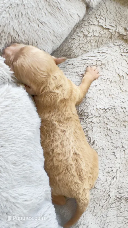 Almond – Cavapoo puppy for sale in Attleboro Falls, MA