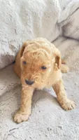 Almond, a female Cavapoo and Poodle - Miniature  for sale in Attleboro Falls, MA – Photo 3 of 5