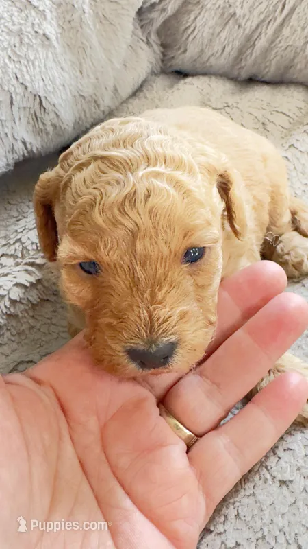 Almond – Cavapoo, Poodle - Miniature  puppy for sale in Attleboro Falls, MA