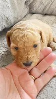 Almond, a female Cavapoo and Poodle - Miniature  for sale in Attleboro Falls, MA – Photo 1 of 5