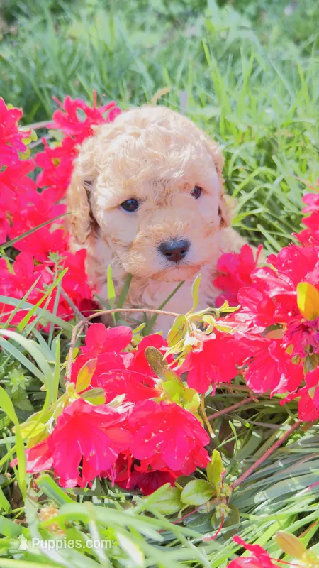 Almond – Cavapoo, Poodle - Miniature  puppy for sale in Attleboro Falls, MA