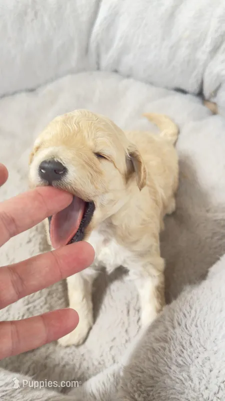 Emma, a female Miniature Goldendoodle for sale in Attleboro Falls, MA – Photo 1 of 3
