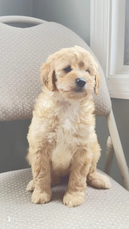 Emma – Miniature Goldendoodle puppy for sale in Attleboro Falls, MA