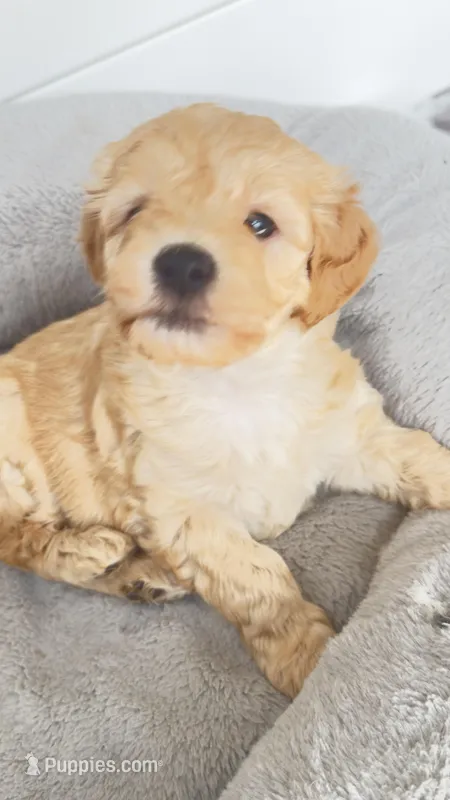 Emma – Miniature Goldendoodle puppy for sale in Attleboro Falls, MA