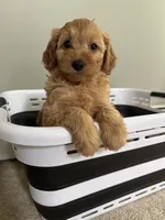 Amber, a female Cavapoo for sale in Attleboro Falls, MA – 3 of 5