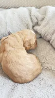 Apple, a male Cavapoo and Poodle - Miniature  for sale in Attleboro Falls, MA – Photo 3 of 6