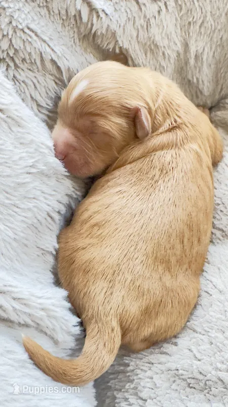 Apple – Cavapoo puppy for sale in Attleboro Falls, MA