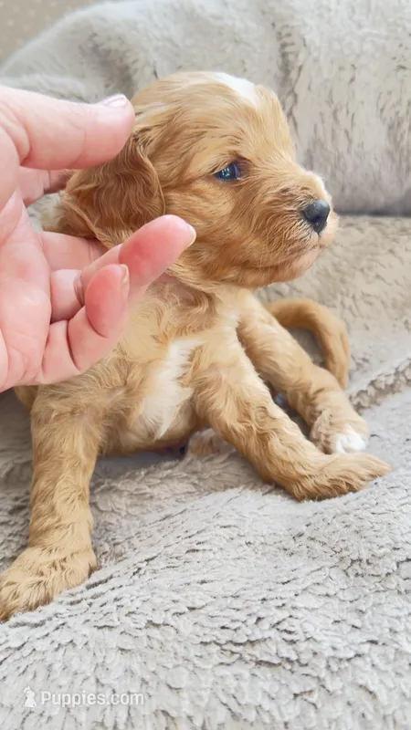 Apple – Cavapoo, Poodle - Miniature  puppy for sale in Attleboro Falls, MA