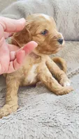 Apple, a male Cavapoo and Poodle - Miniature  for sale in Attleboro Falls, MA – Photo 1 of 6