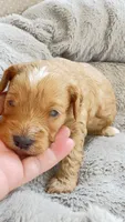 Apple, a male Cavapoo and Poodle - Miniature  for sale in Attleboro Falls, MA – Photo 2 of 6