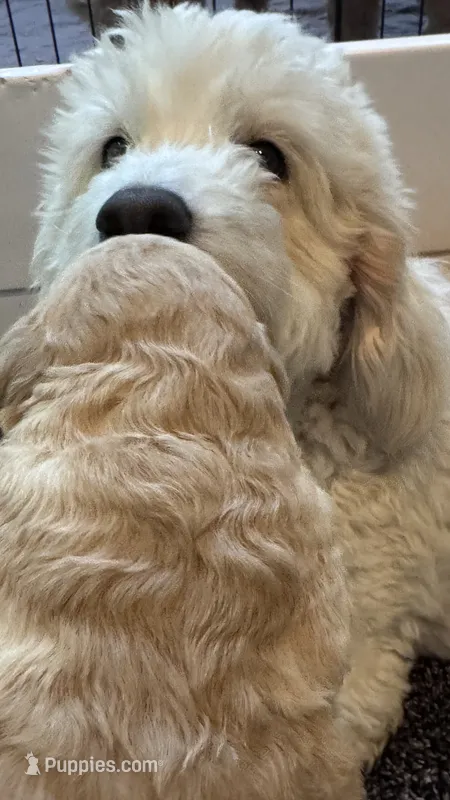 Bear – Miniature Goldendoodle puppy for sale in Attleboro Falls, MA