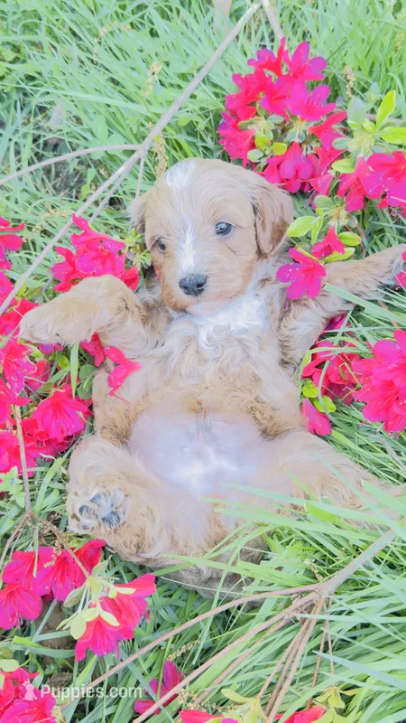 Apricot – Cavapoo, Poodle - Miniature  puppy for sale in Attleboro Falls, MA