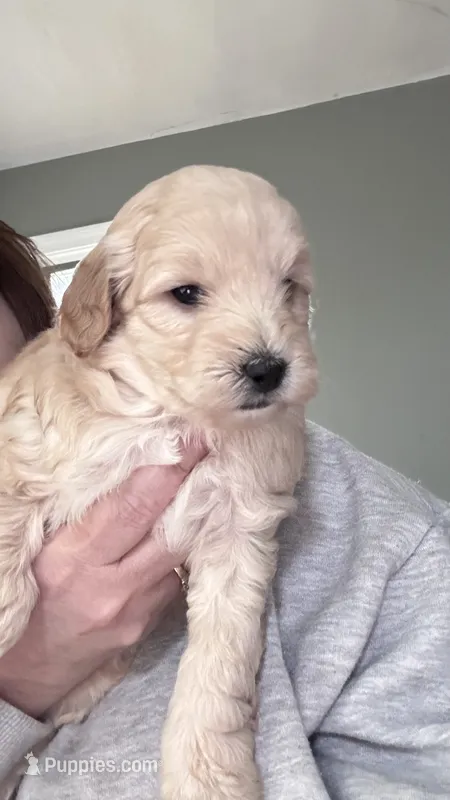 Simba – Miniature Goldendoodle puppy for sale in Attleboro Falls, MA
