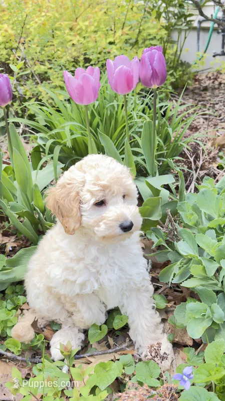 Baby – Poodle - Miniature , Miniature Goldendoodle puppy on hold in Attleboro Falls, MA