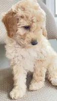 Baby, a female Poodle - Miniature  and Miniature Goldendoodle for sale in Attleboro Falls, MA – Photo 2 of 5