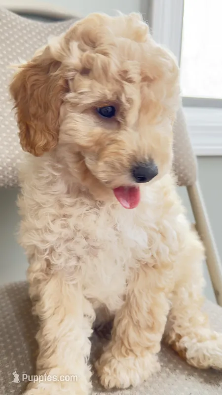 Baby – Miniature Goldendoodle puppy for sale in Attleboro Falls, MA