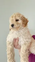 Baby, a female Poodle - Miniature  and Miniature Goldendoodle for sale in Attleboro Falls, MA – Photo 3 of 5