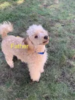 Baby, a female Poodle - Miniature  and Miniature Goldendoodle for sale in Attleboro Falls, MA – Photo 5 of 5