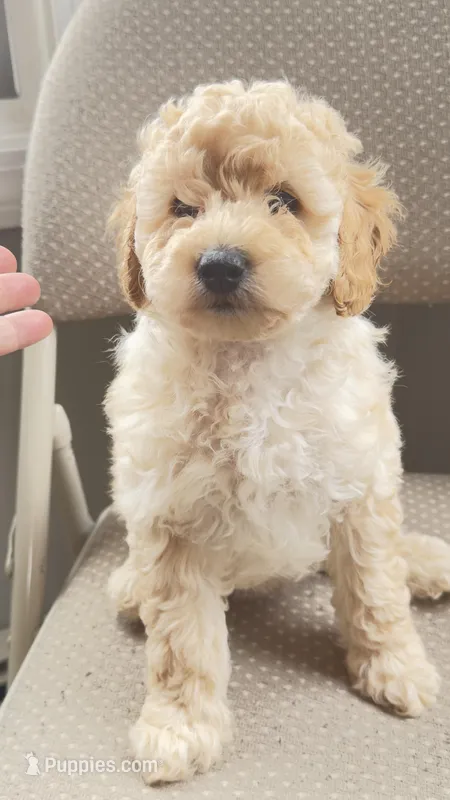 Baby – Miniature Goldendoodle puppy for sale in Attleboro Falls, MA