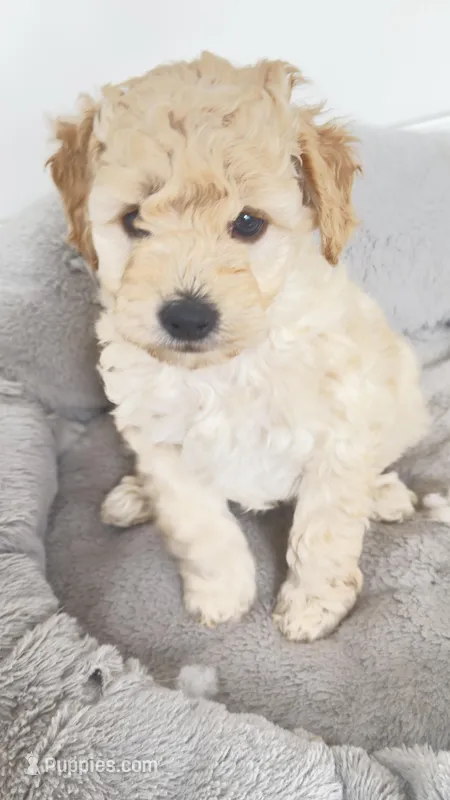 Baby, a female Miniature Goldendoodle for sale in Attleboro Falls, MA – Photo 1 of 6