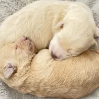 Princess, a female Miniature Goldendoodle for sale in Attleboro Falls, MA – Photo 4 of 4