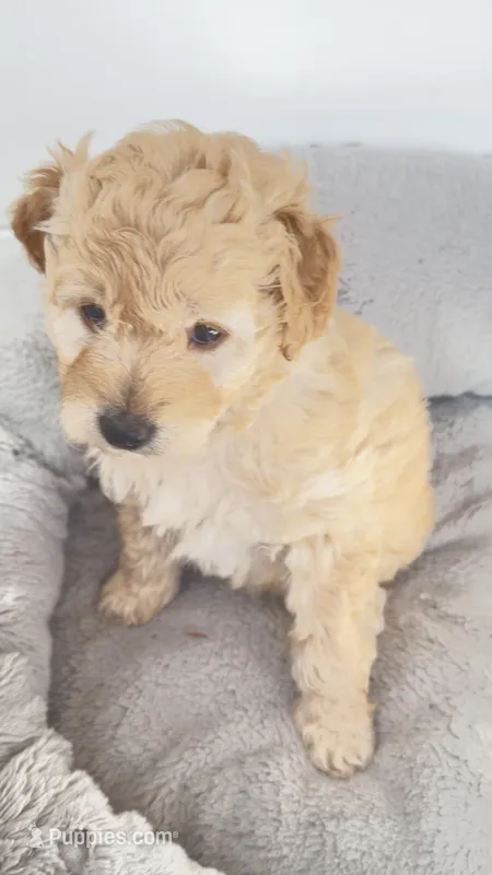 Princess – Miniature Goldendoodle puppy for sale in Attleboro Falls, MA