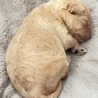 Princess, a female Miniature Goldendoodle for sale in Attleboro Falls, MA – Photo 2 of 4