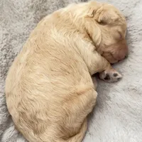 Princess, a female Miniature Goldendoodle for sale in Attleboro Falls, MA – Photo 1 of 4