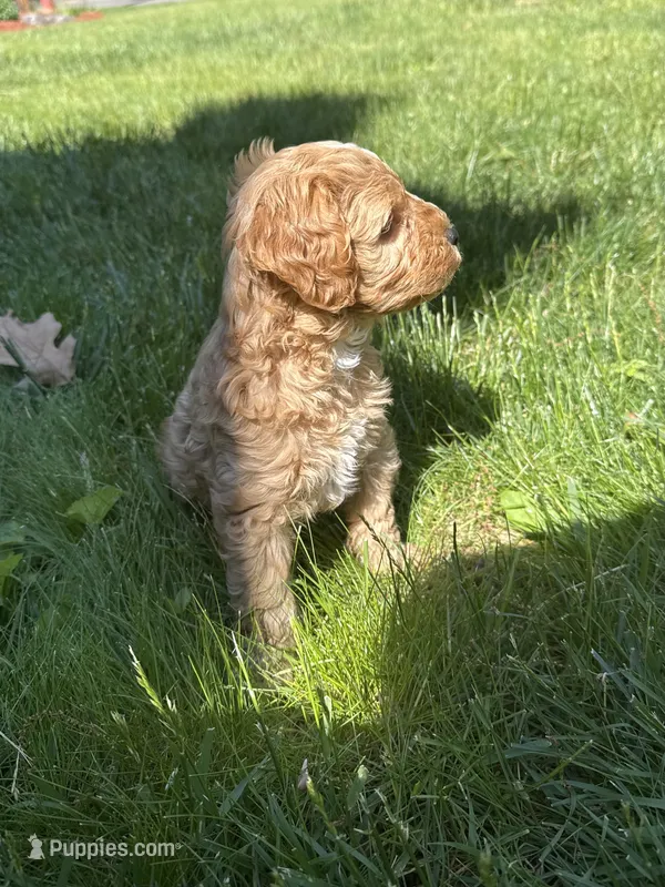 Apple – Cavapoo, Poodle - Miniature  puppy for sale in Attleboro Falls, MA