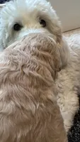 Bear, a male Miniature Goldendoodle for sale in Attleboro Falls, MA – 2 of 3