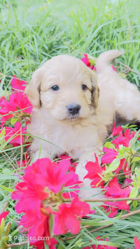 Acey – Cavapoo, Poodle - Miniature  puppy for sale in Attleboro Falls, MA