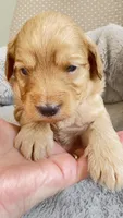 Acey, a male Cavapoo and Poodle - Miniature  for sale in Attleboro Falls, MA – Photo 2 of 6