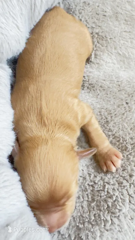 Acey – Cavapoo puppy for sale in Attleboro Falls, MA