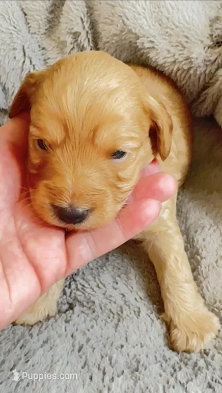 Acey – Cavapoo, Poodle - Miniature  puppy for sale in Attleboro Falls, MA