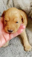 Acey, a male Cavapoo and Poodle - Miniature  for sale in Attleboro Falls, MA – Photo 1 of 6