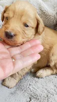 Acey, a male Cavapoo and Poodle - Miniature  for sale in Attleboro Falls, MA – Photo 3 of 6