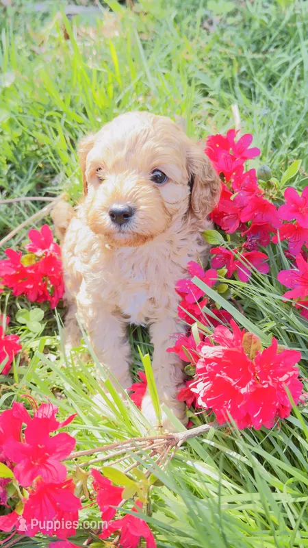 Apple – Cavapoo, Poodle - Miniature  puppy for sale in Attleboro Falls, MA