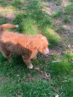 Teddy, a male Miniature Goldendoodle for sale in Attleboro Falls, MA – Photo 10 of 10