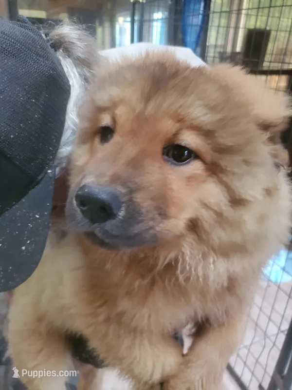 Puppy girlie – Chow Chow puppy for sale in Grove City, OH