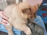 Puppy red boy, a male Chow Chow for sale in Grove City, OH – 4 of 6