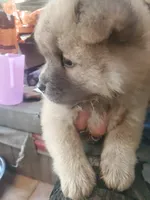 Puppy 3, a male Chow Chow for sale in Grove City, OH – 3 of 5