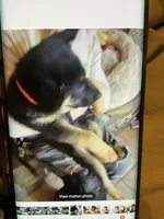 Puppy boy orange , a male German Shepherd Dog for sale in Grove City, OH – Photo 2 of 2