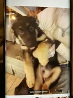 Puppy boy orange , a male German Shepherd Dog for sale in Grove City, OH – Photo 1 of 2